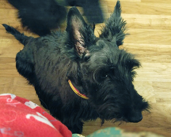 Biscotti the Scottish Terrier is available for adoption from STCGNY Scottie Rescue