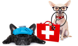 Emergency rescue for your dog