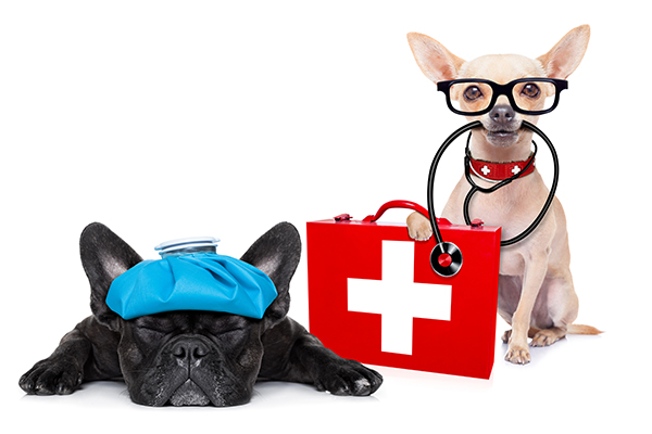 Emergency rescue for your dog