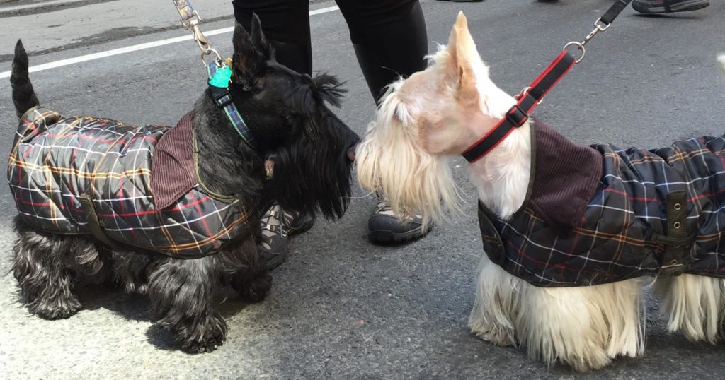 Two Scotties clad in Tartan coats, meet at NYC Tartan Day Parade