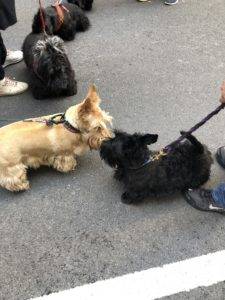 Members of the Scottish Terrier Club of Greater New York respresenting the breed at the 2019 NYC Tartan Day Parade