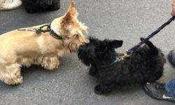 Members of the Scottish Terrier Club of Greater New York respresenting the breed at the 2019 NYC Tartan Day Parade