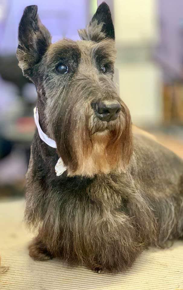 Rex is a Scottish Terrier who was rescued by the Scottish Terrier Club of Greater NY Rescue