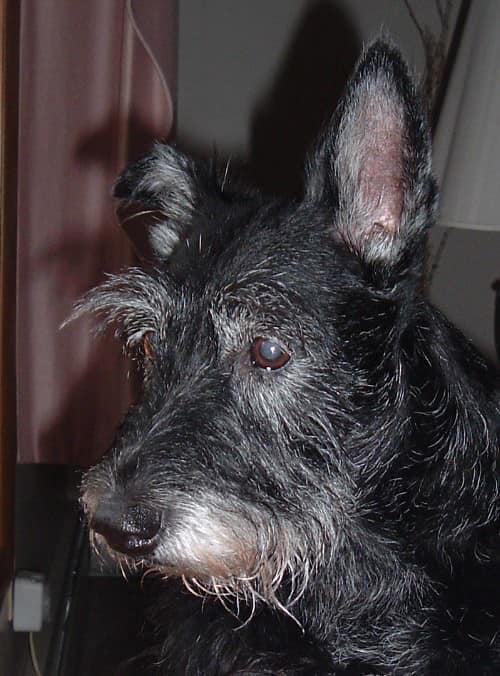 Shayna, a Scottish Terrier who was rescued and placed in a great home by the Scottish Terrier Club of Greater NY Rescue
