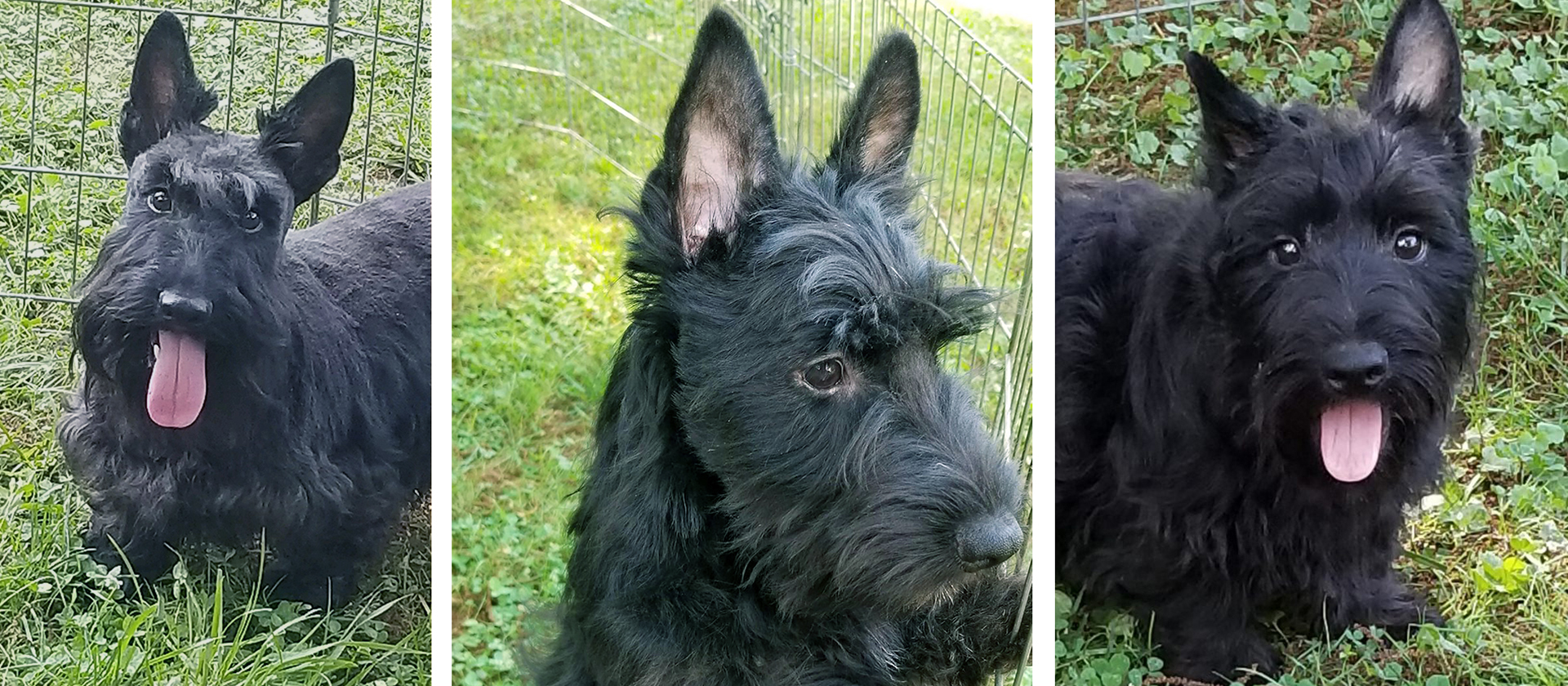 Mom and 2 pups rescued by Scottish Terrier Club of Greater New York Rescue