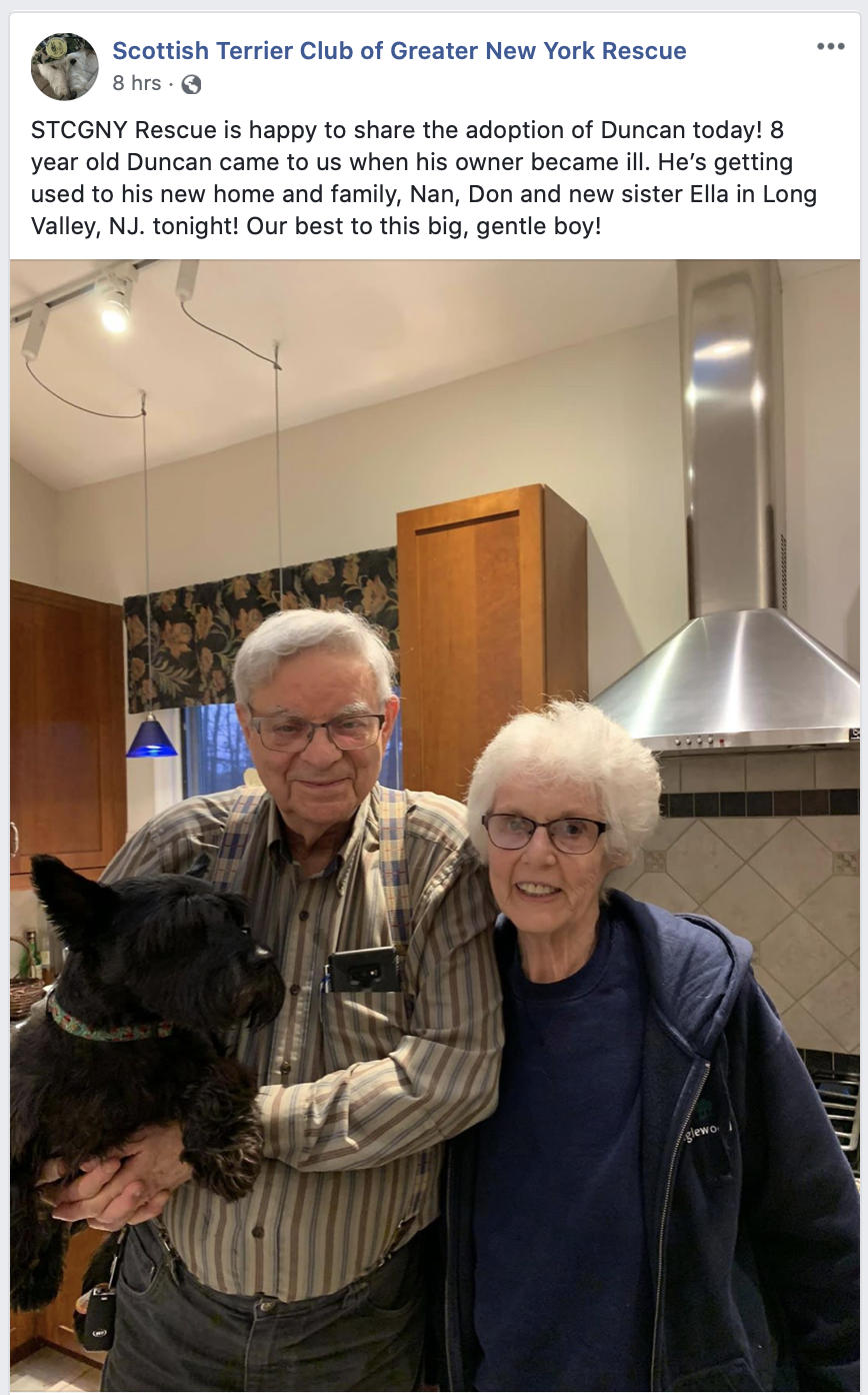 Happy new forever home for 8 year old Scottish Terrier