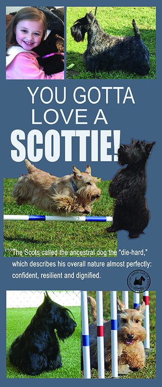 Scottish Terriers are beautiful and great at sports, friendship!
