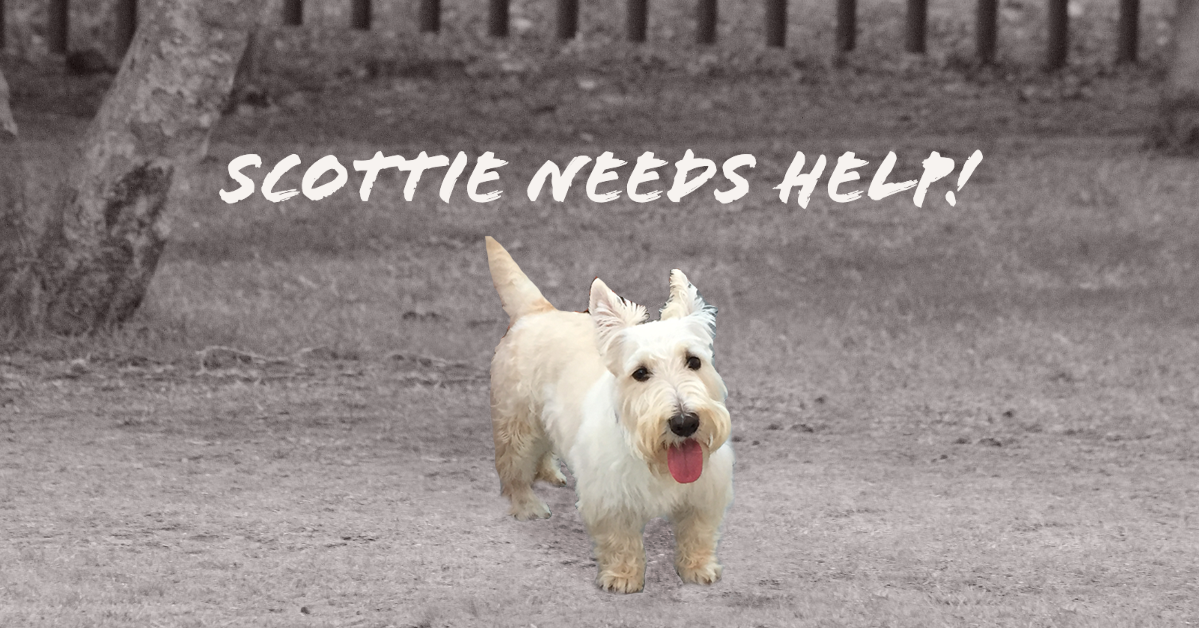 Scottish Terrier needs help from STCGNY Rescue