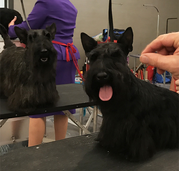 Scotties require extensive grooming to compete in conformation shows