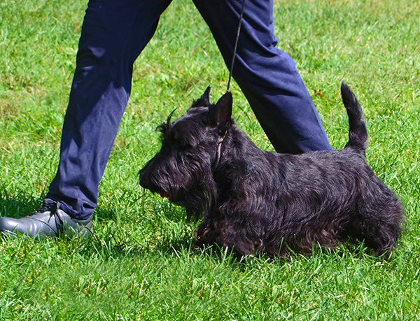 Scottish Terriers trot with purpose!