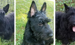 Mom and 2 pups rescued by Scottish Terrier Club of Greater New York Rescue