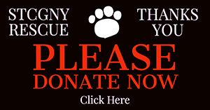 Please donate now to help us rescue Scottish Terriers