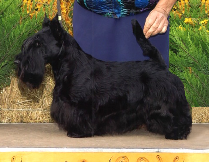 This Scottish Terrier will compete at Westminster in 2020