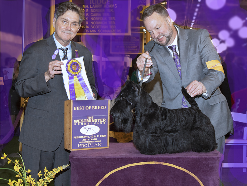 CH Ceilidh's Corryvreckan of the Royal Dragoons wins Best of Breed at Westminster
