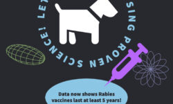 Rabies vaccines confer longer immunity than previously known