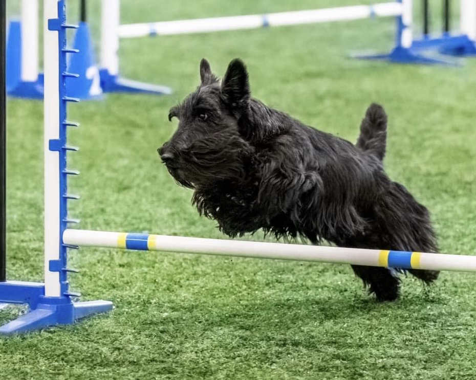 Scottish Terrier goes over agility jump in competition