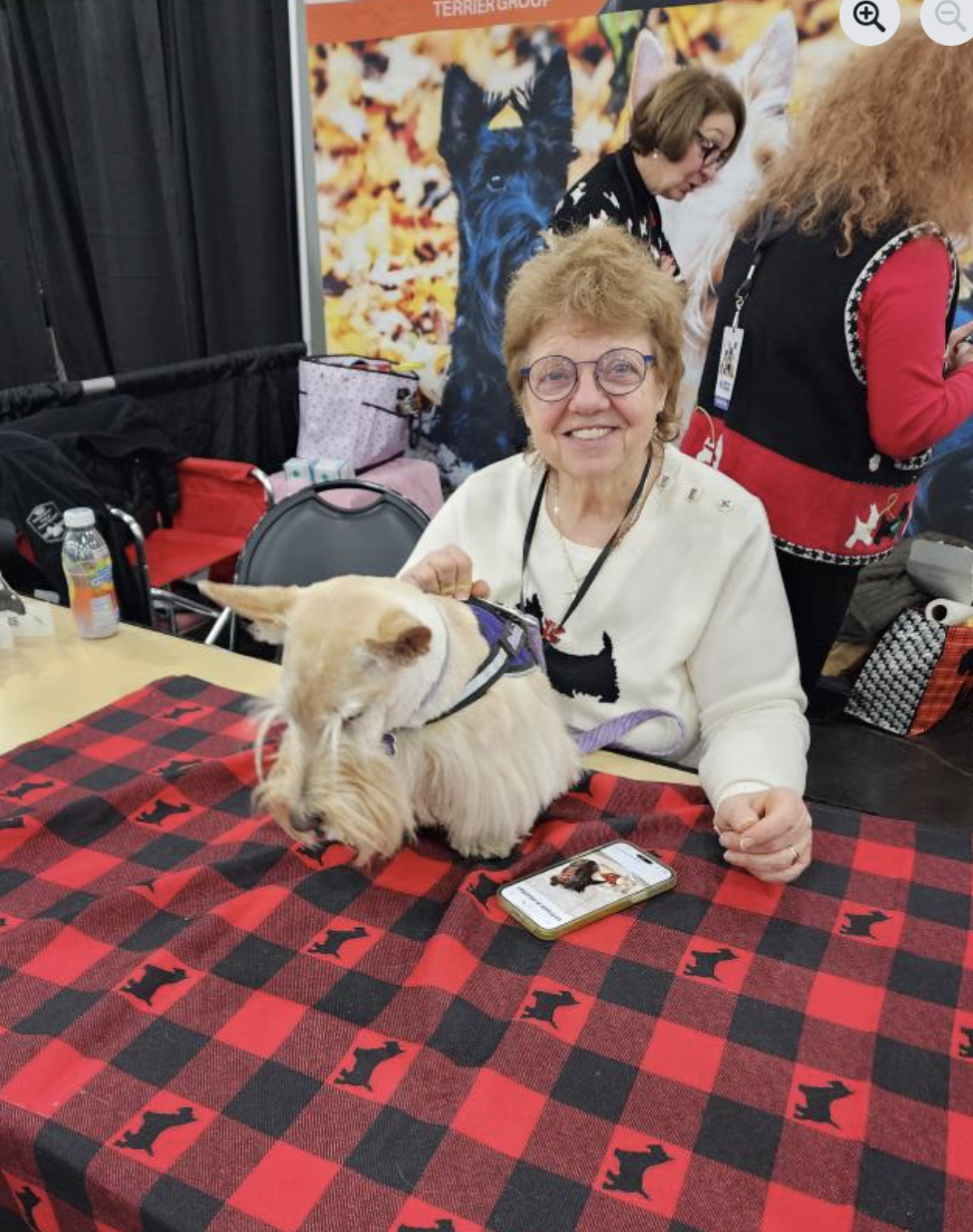 STCGNY presents Scottish Terriers at 2025 AKC Meet the Breeds