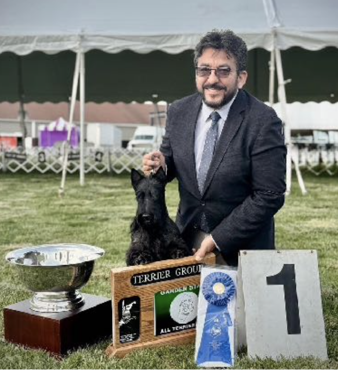 Winner of 2025 STCGNY Specialty GCH Invercrest Dark Intrigue Via Macblain, handled by Ernesto Lara