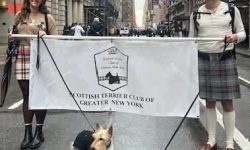 Madeline Harmon another Scottie enthusiast carried the STCGNY banner in 2025 NYC Tartan Day parade.