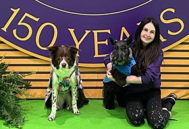 STCGNY member Tamara Lazarus's Scottie SASSY  earned QQ  jumping 4” 2026 Westminster KC Agility competition