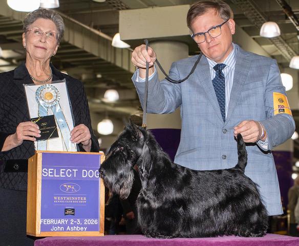 CH Sir Lancelot of the Royal Dragoons, was awarded Select Dog at 2026 Westminster KC Show