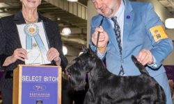 GCH CH Hedge Hill I Will Always Love You won Select Bitch @ 2026 Westminster KC