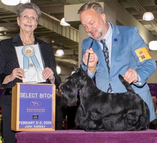 GCH CH Hedge Hill I Will Always Love You won Select Bitch @ 2026 Westminster KC
